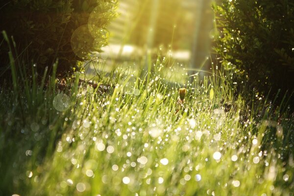 Dew drops on the grass in the rays of the midday sun