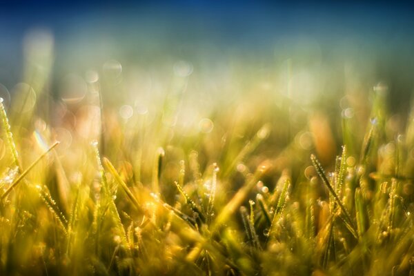 Goldgras und blauer Himmel