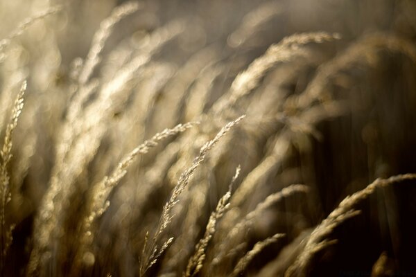 Nature sun monochrome wheat