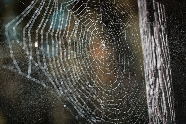 Fotografía macro de una tela de araña brillante en un árbol