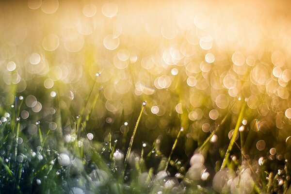 Morning dew on the grass at dawn