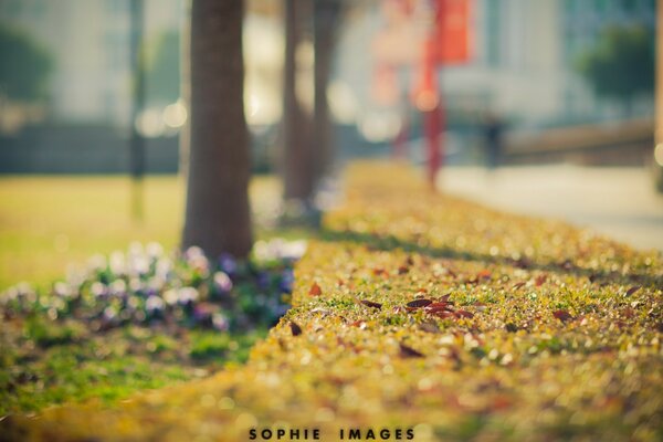 Sonniger Herbsttag im Park