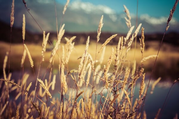 Roggen ist golden unter Sonnenstrahlen