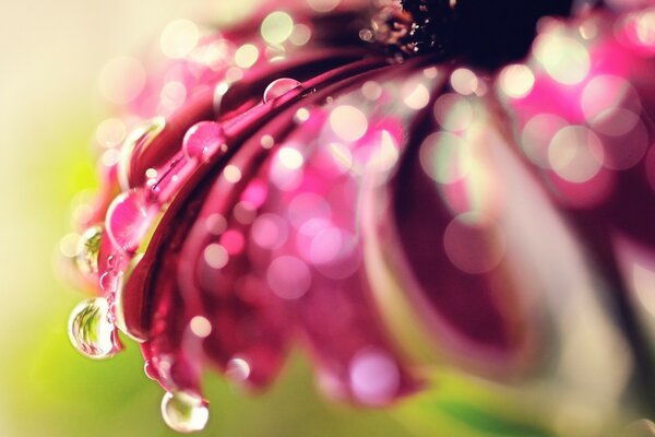 Dew drops playing in the petals of a heavenly flower