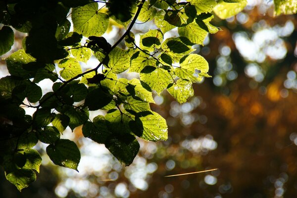 绿色的叶子被模糊的背景上的太阳光线照亮