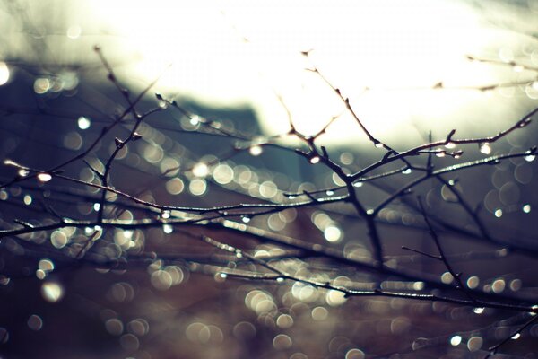 A wet tree branch in drops without leaves on a blurry background