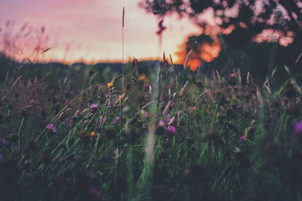 Saisonale Blumen im Feld bei Sonnenuntergang