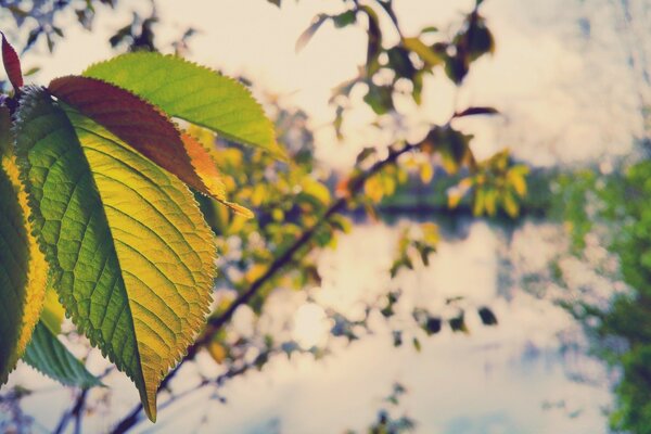 Flora natura albero con foglia