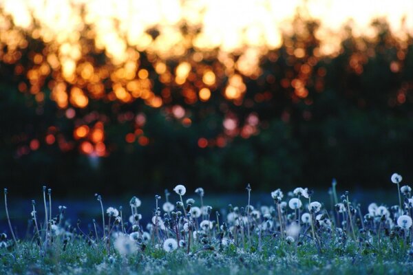 La fraîcheur pré-matinale de la Prairie d été