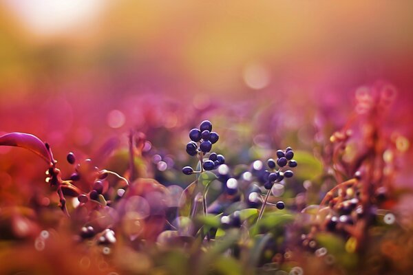 Bagas azuis em um fundo roxo