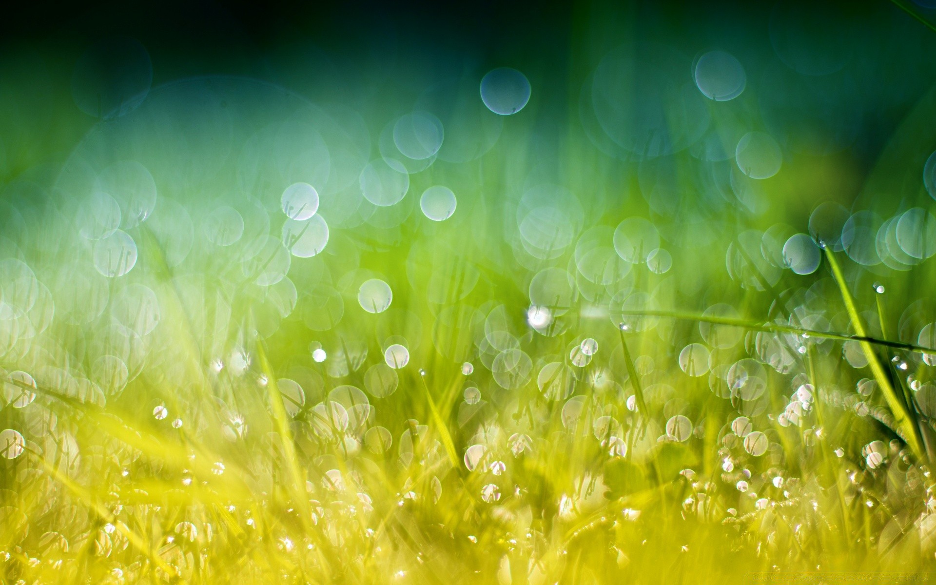 bokeh çiy masaüstü damla yağmur doğa parlak renk tazelik çimen flora yaz anlaşılabilir bahçe ışık saman su çim damla ıslak parlak