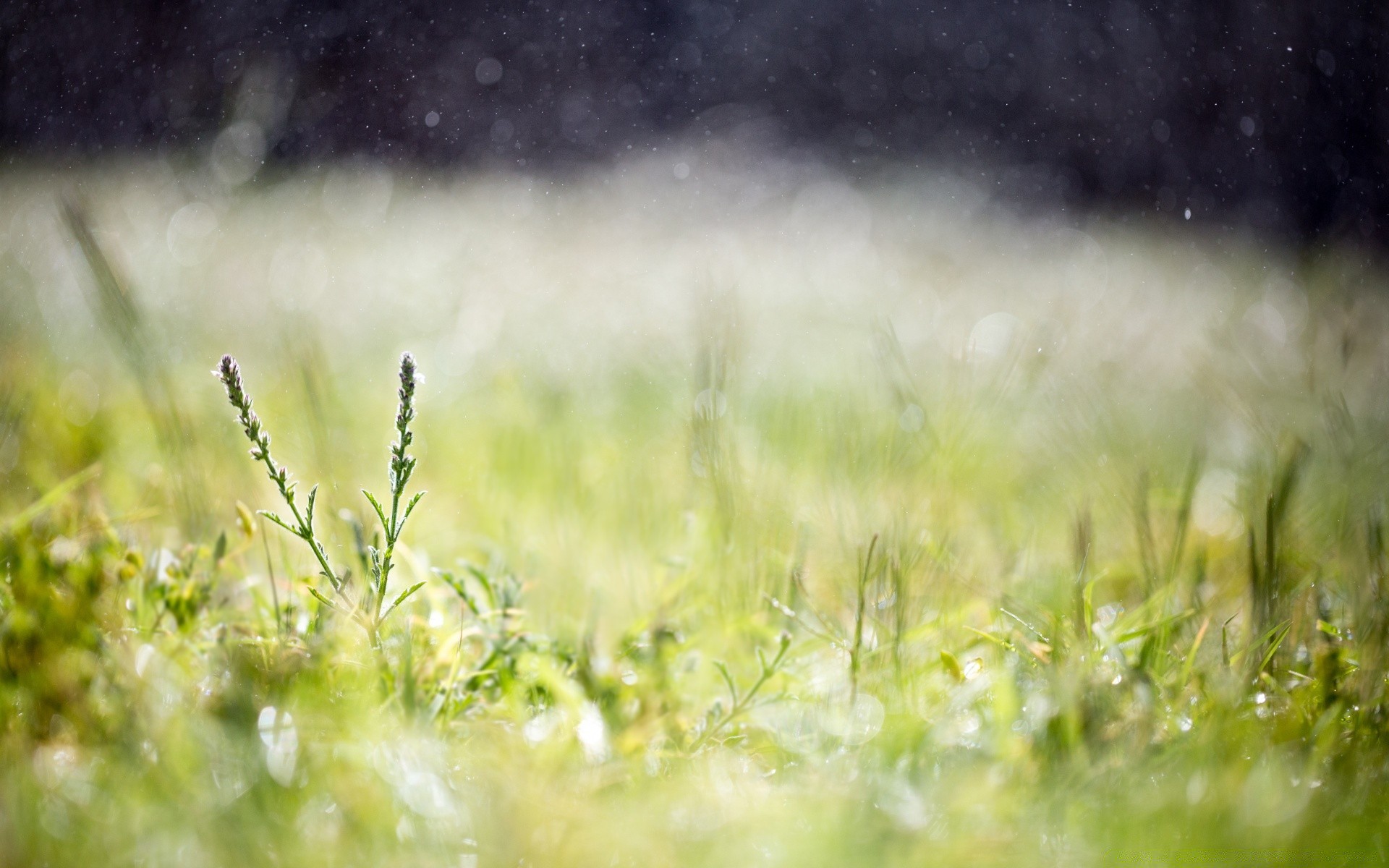 bokeh çimen alan güneş doğa saman yaz güzel hava açık havada manzara şafak çim büyüme mera bulanıklık kırsal bahçe çiçek flora çiftlik