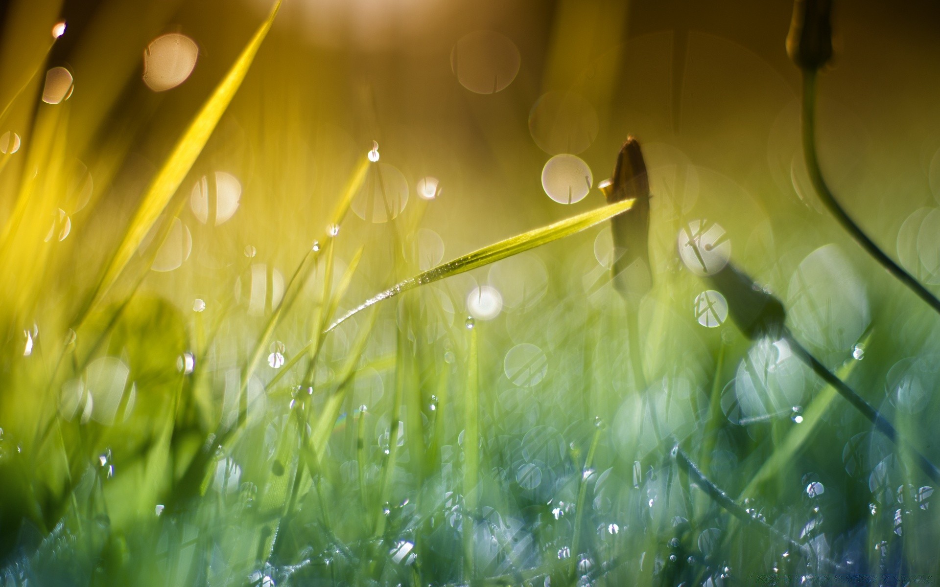 bokeh erba prato fieno flora giardino sole rugiada natura campo pioggia caduta estate crescita alba bel tempo foglia lussureggiante luminoso luce lama