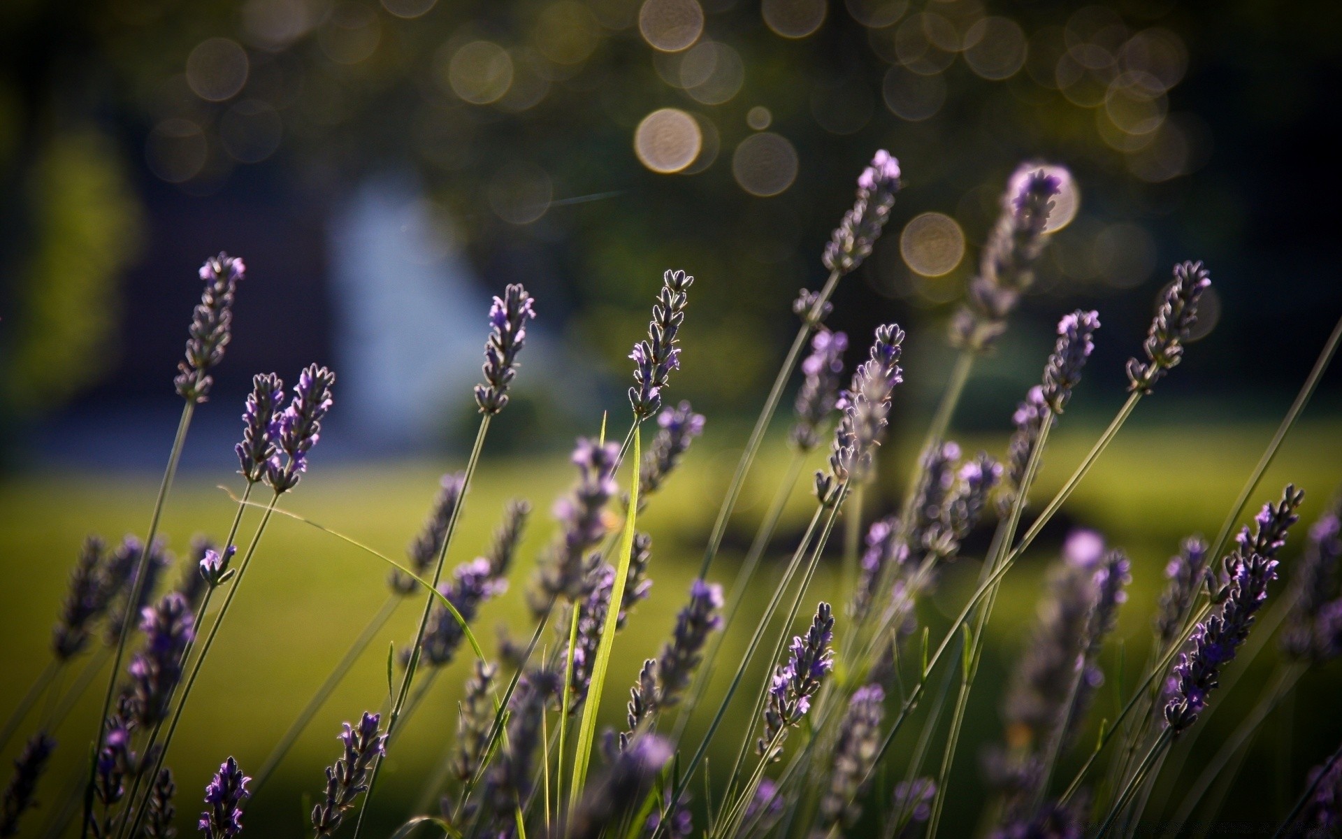 bokeh flower nature field lavender flora perfume garden summer dof color close-up floral herbal violet