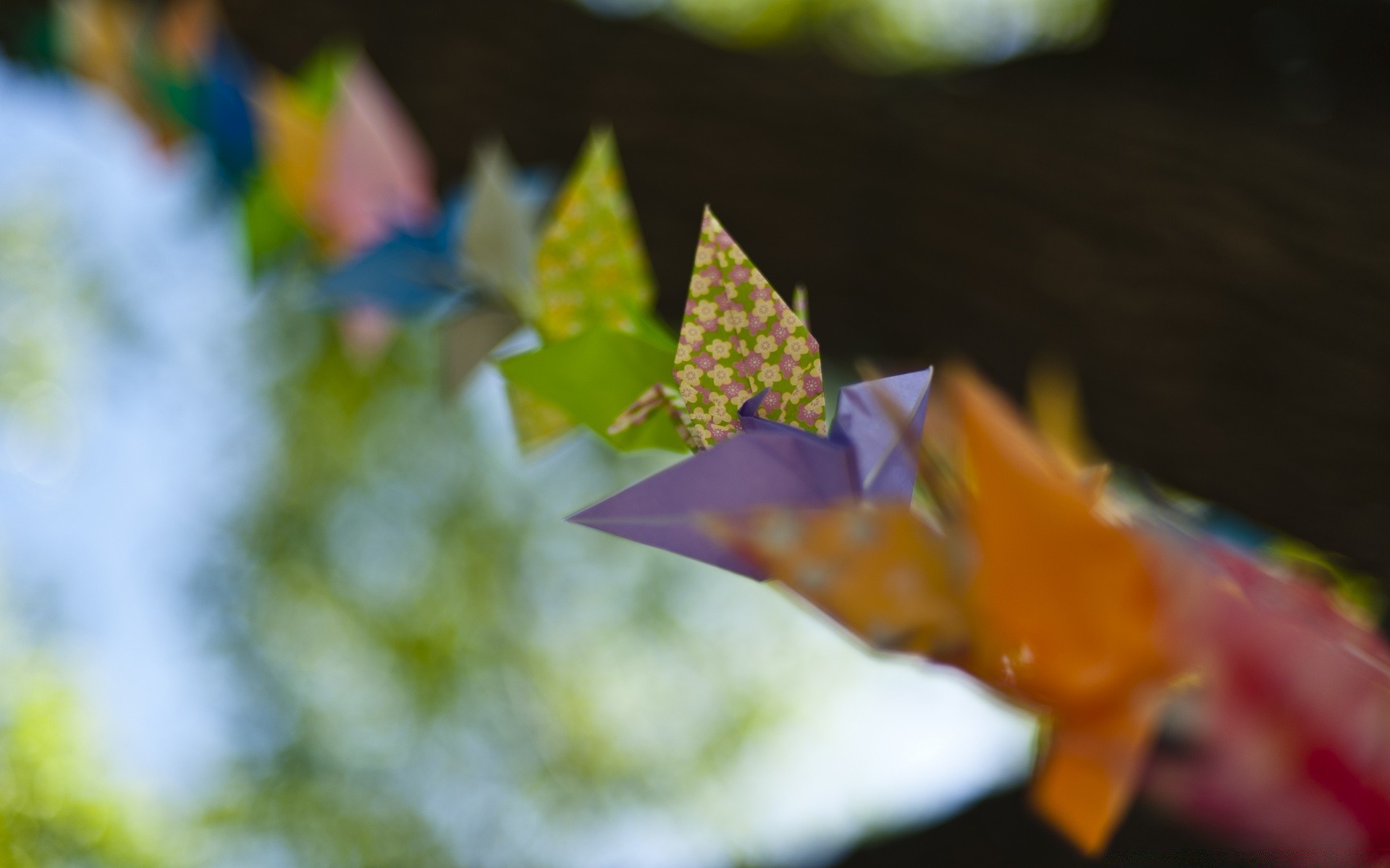 bokeh flou feuille à l extérieur lumineux nature lumière fleur