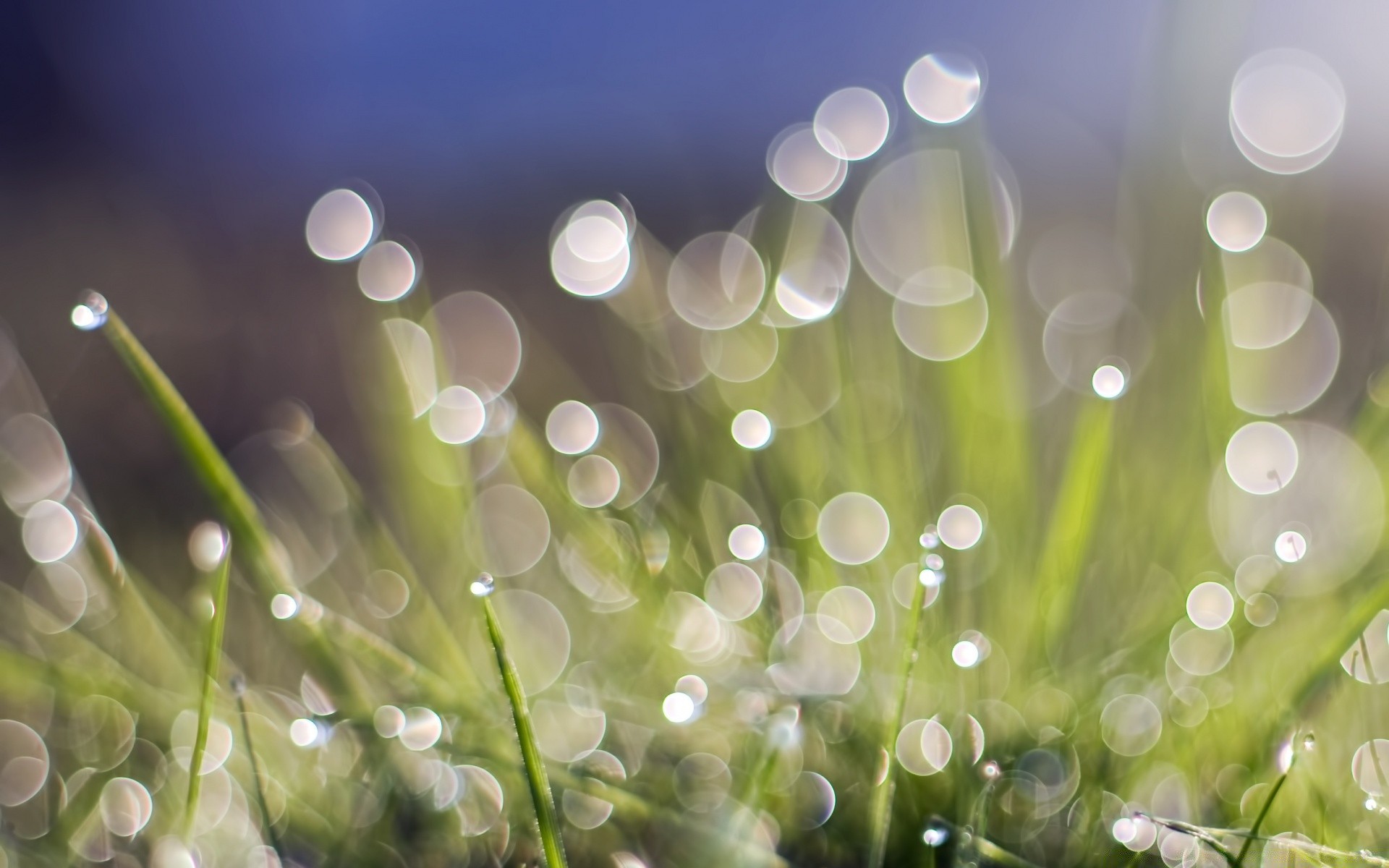 bokeh pulpit spadek jasny deszcz kolor rosa światło flora streszczenie rozmycie świeci ogród natura krople trawa luminescencja woda środowisko mokry trawnik