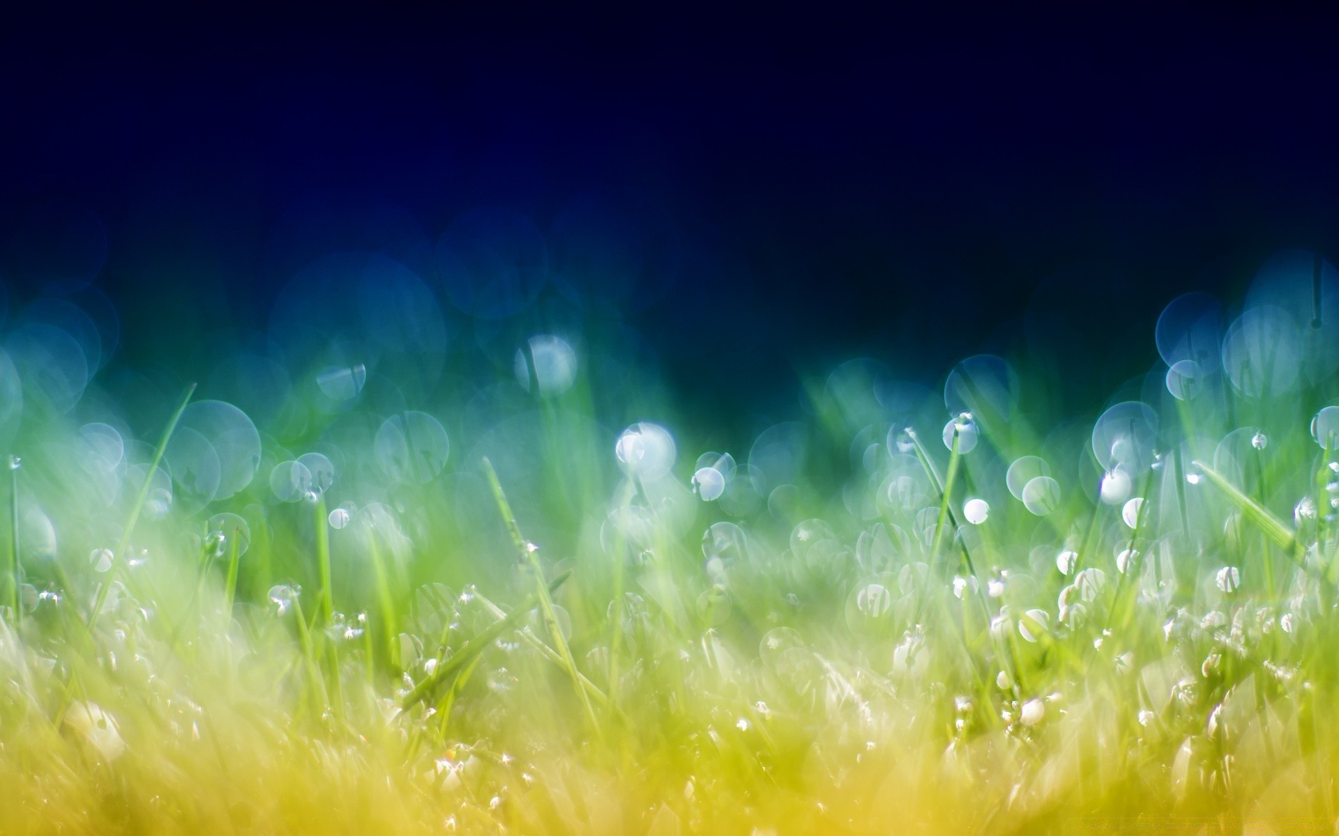 bokeh çimen saman otu doğa güneş yaz alan masaüstü çim flora parlak renk ışık sezon güzel hava mera bahçe