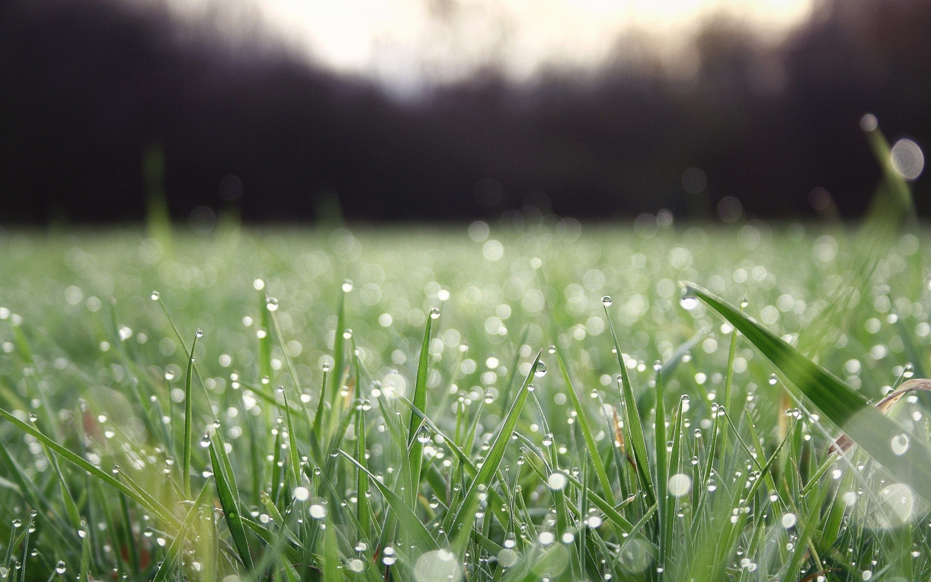 bokeh herbe rosée pluie foin pelouse aube automne champ nature flore croissance été feuille soleil jardin beau temps environnement rural luxuriante fraîcheur