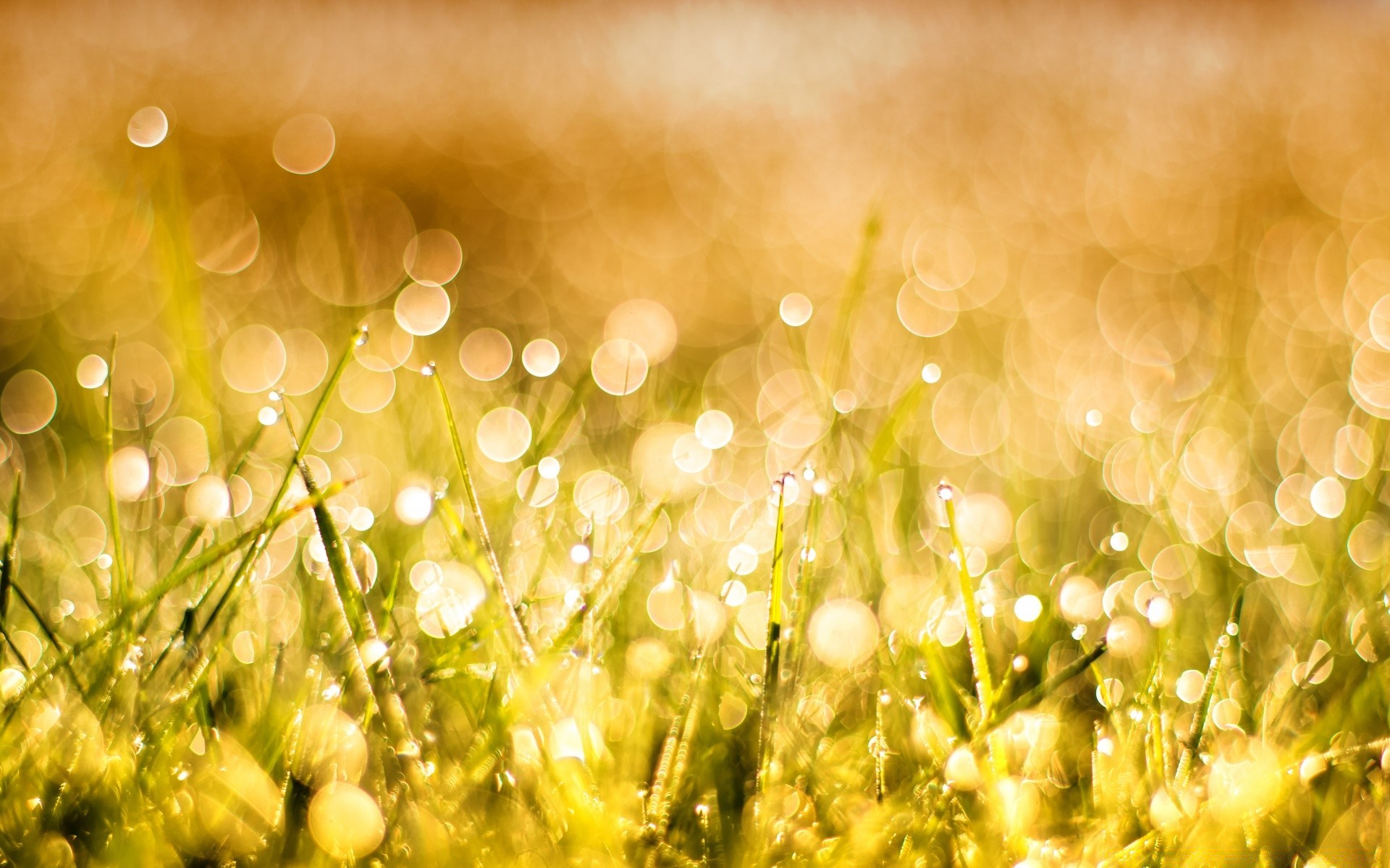 bokeh season color field nature grass desktop hayfield blur sun gold bright summer luminescence fair weather flora christmas garden sunny light