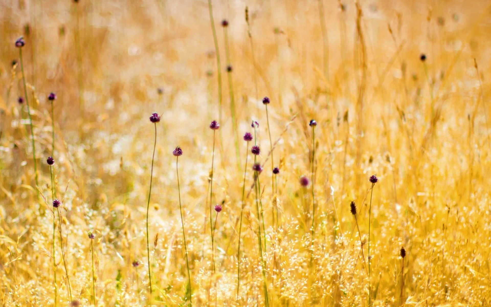 bokeh natura rurale desktop campo secco crescita estate all aperto flora erba stagione