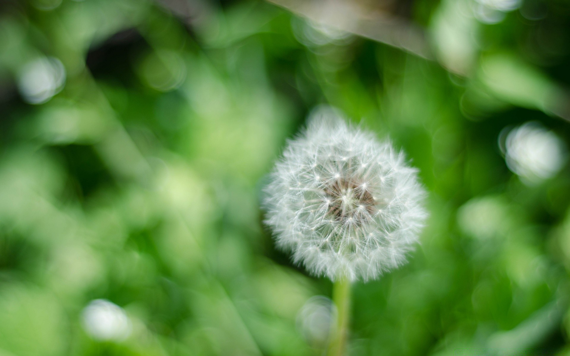 bokeh flora doğa büyüme yaz yaprak bahçe parlak çiçek yakın çekim bulanıklık çimen renk ortamlar karahindiba sezon