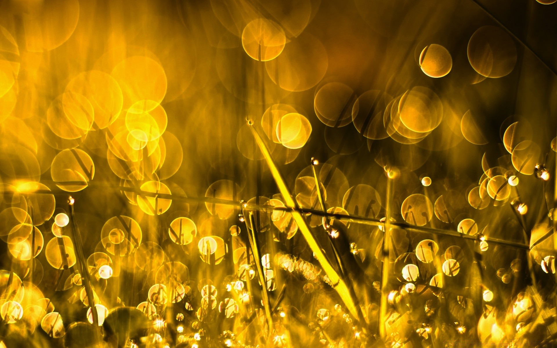 bokeh gold bright color desktop luminescence season shining blur nature