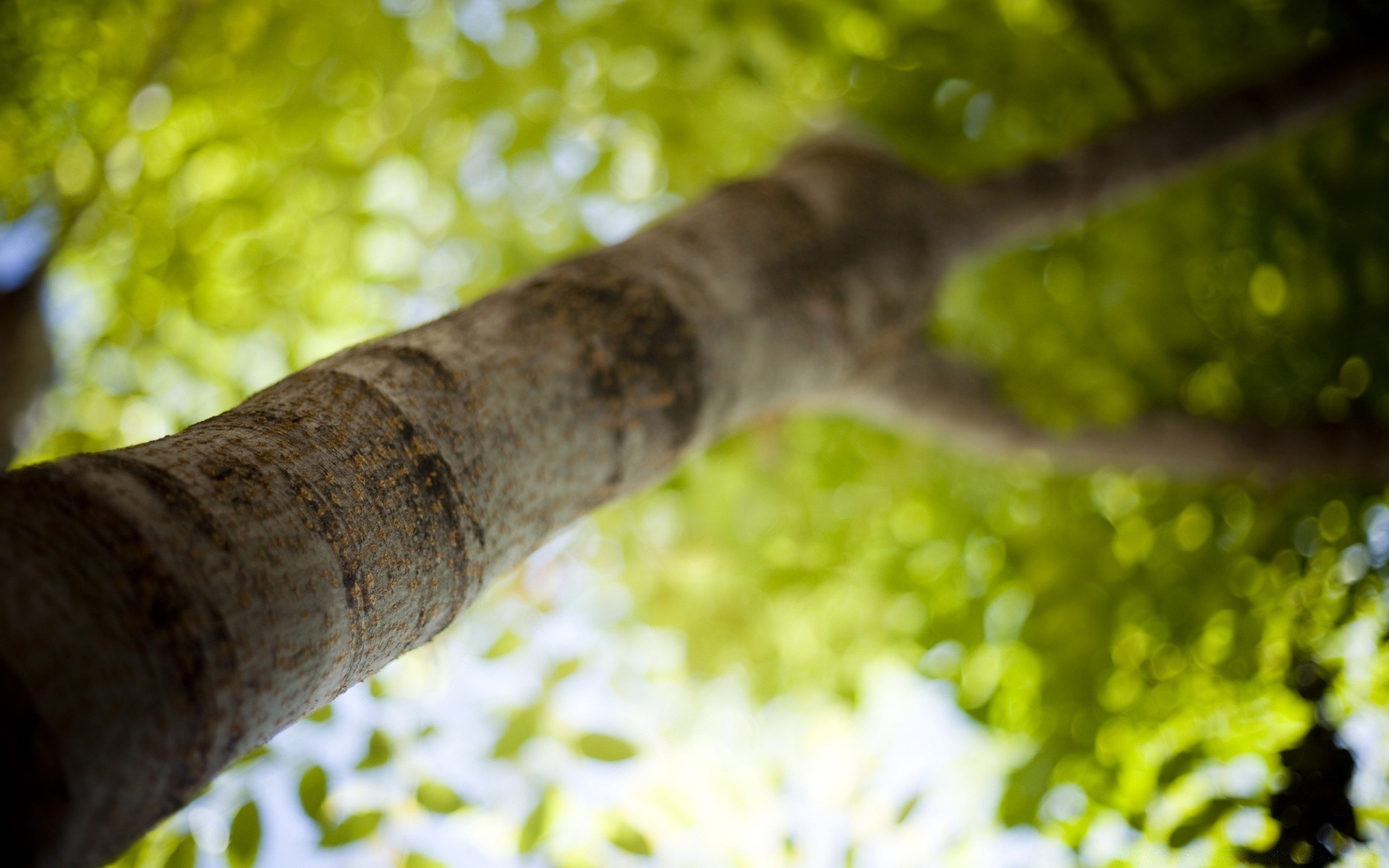 bokeh natur blatt holz holz flora desktop garten farbe schließen umwelt