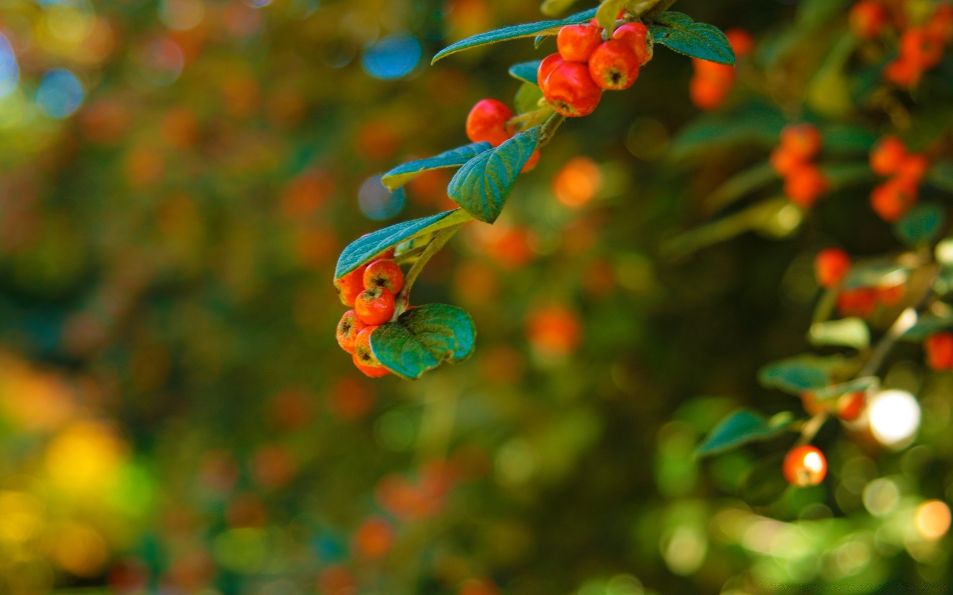 bokeh nature feuille arbre lumineux été couleur branche fruits flou à l extérieur flore jardin noël