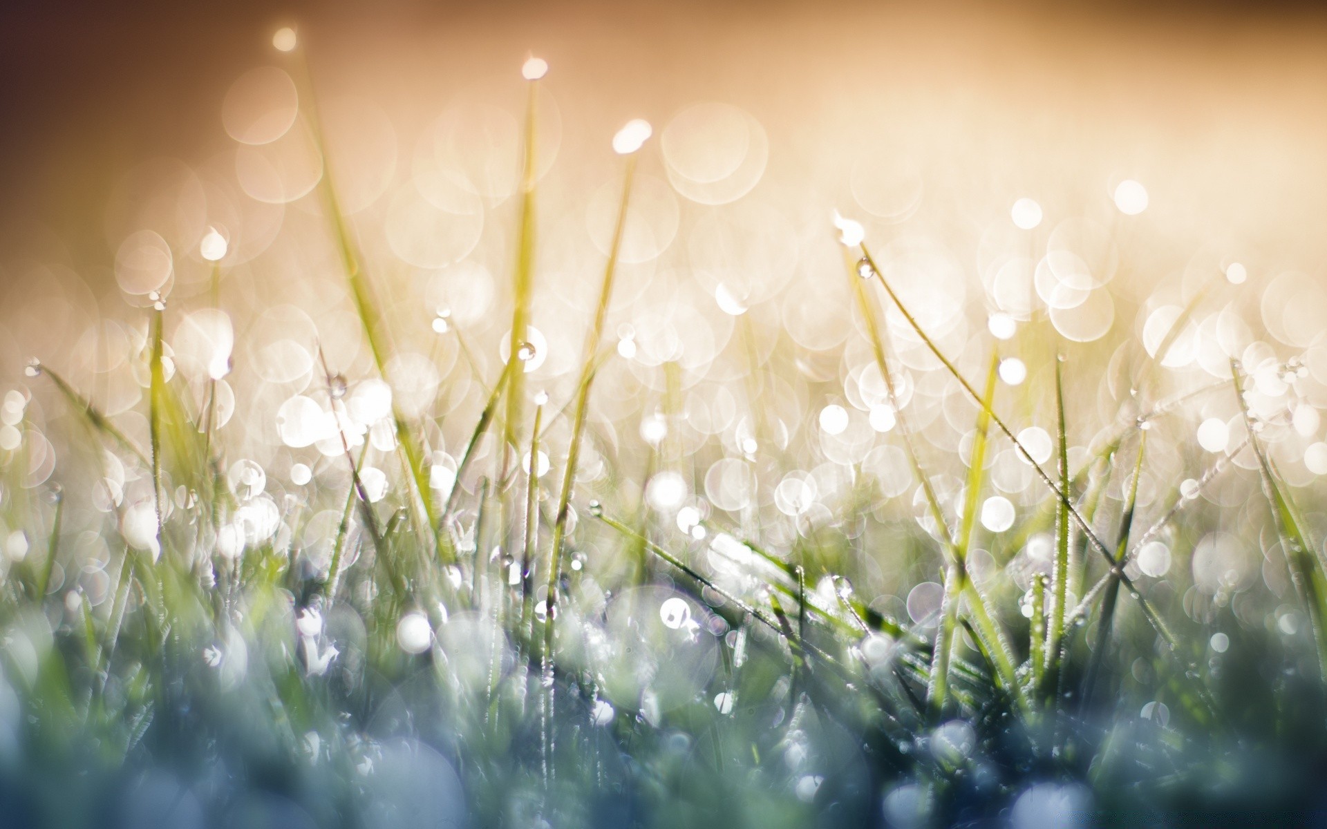 bokeh trawa siano natura pole sezon świt rozmycie słońce jasny zima lato trawnik flora dobra pogoda kolor boże narodzenie dof rosa ogród pulpit