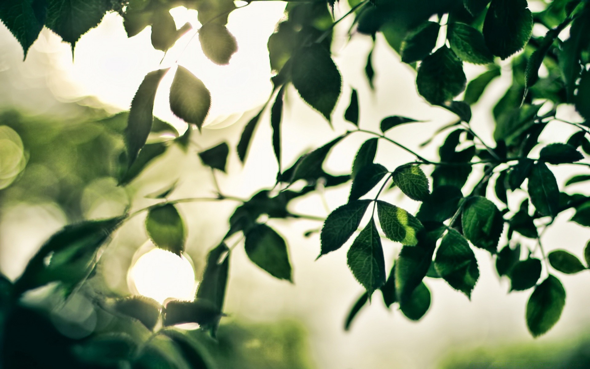 bokeh yaprak doğa flora büyüme bahçe ağaç masaüstü yaz bulanıklık şube yemyeşil parlak renk