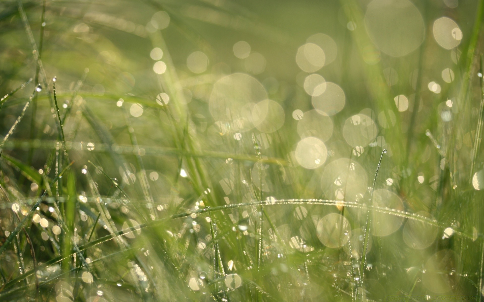 bokeh dew rain drop grass flora nature garden leaf dawn lawn purity summer growth environment lush freshness wet hayfield droplet bright