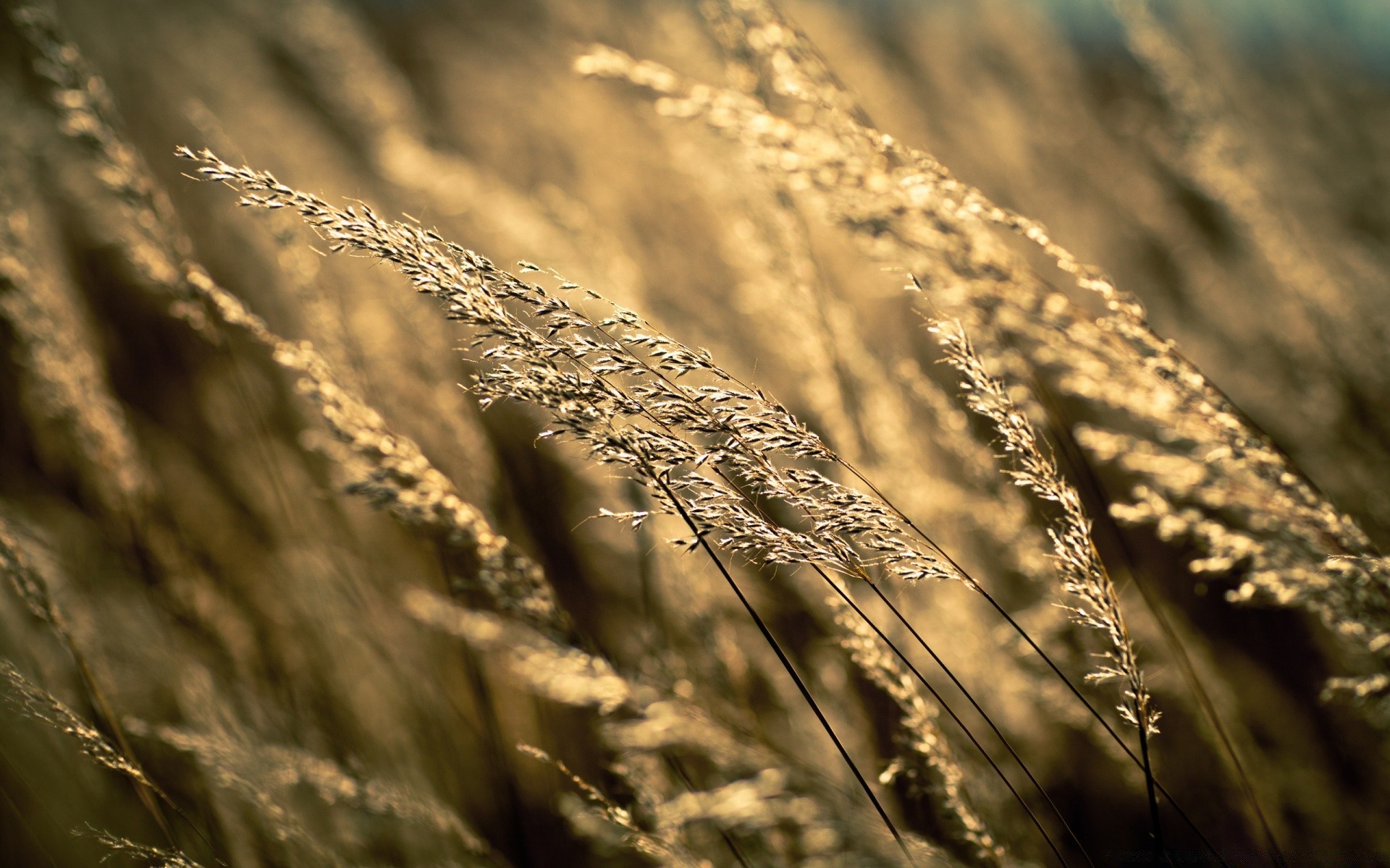 bokeh natur sonne sonnenuntergang himmel flocken feld monochrom weizen gold landschaft dämmerung gutes wetter bauernhof stroh strand des ländlichen sommer im freien mais