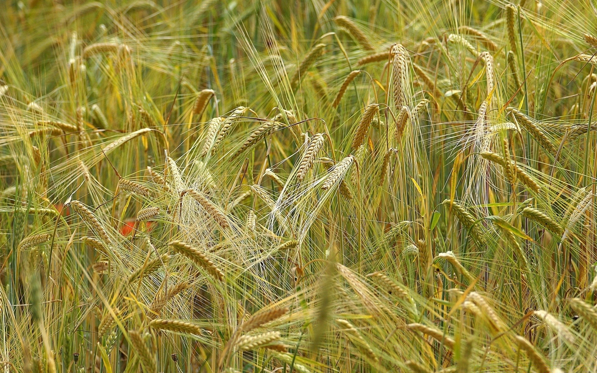 bokeh cereali rurale grano pascolo paglia campo raccolto seme pane fattoria oro agricoltura mais crescita campagna paese estate erba natura