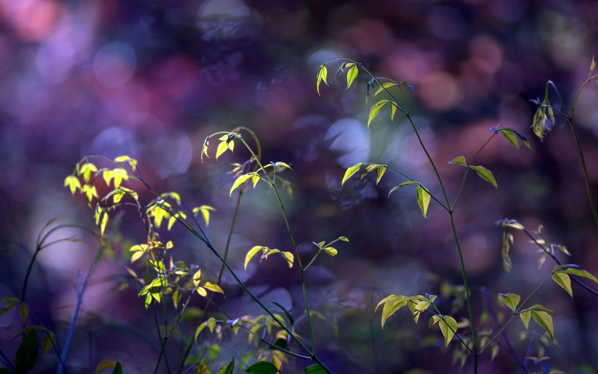 bokeh jardín flora naturaleza hoja flor color verano crecimiento temporada escritorio parque madera árbol brillante luz medio ambiente hermoso sol al aire libre