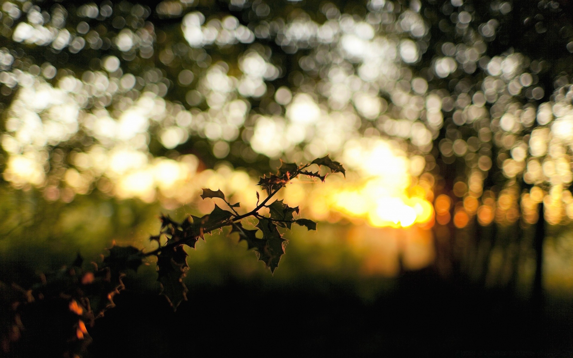 bokeh flou arbre paysage soleil lumière coucher de soleil mise au point couleur dof résumé aube feuille cimetière automne fleur nature