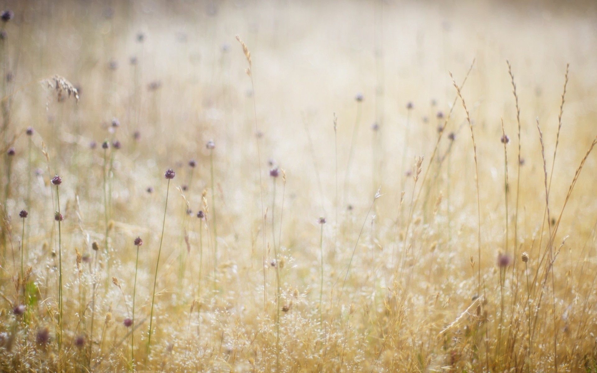 bokeh masaüstü doku soyut vintage retro eski renk kağıt desen bulanıklık tasarım