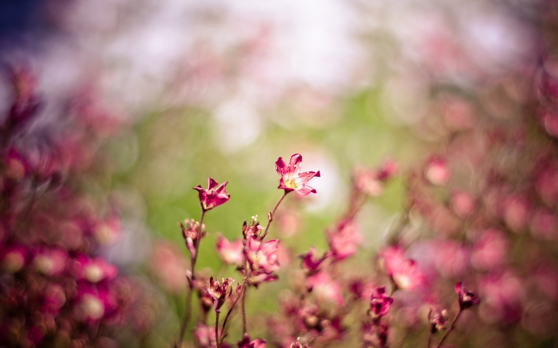 bokeh fleur nature flore été jardin couleur feuille à l extérieur lumineux bluming champ floral croissance pétale herbe beau temps saison parc