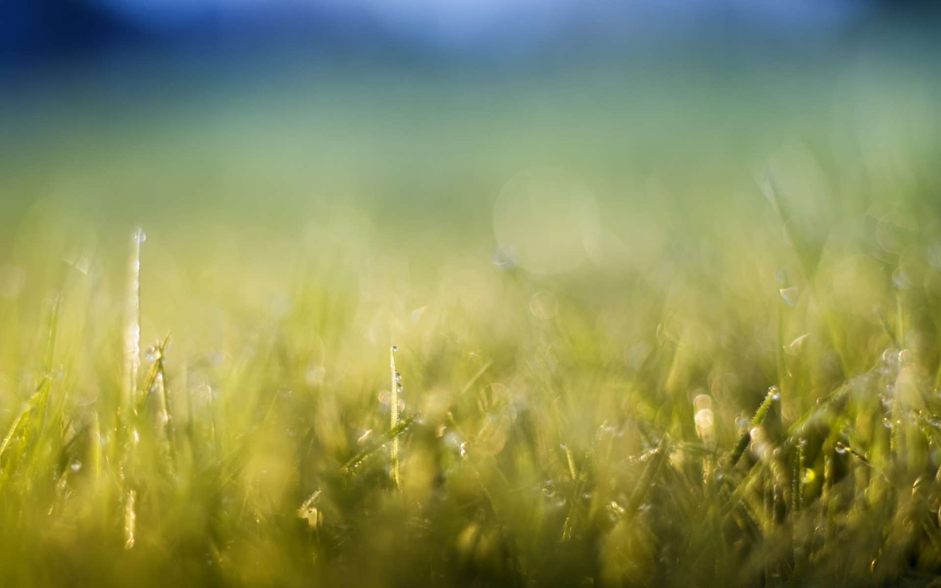 bokeh grass sun field hayfield summer nature rural lawn growth fair weather pasture dawn flora farm garden countryside leaf landscape lush country