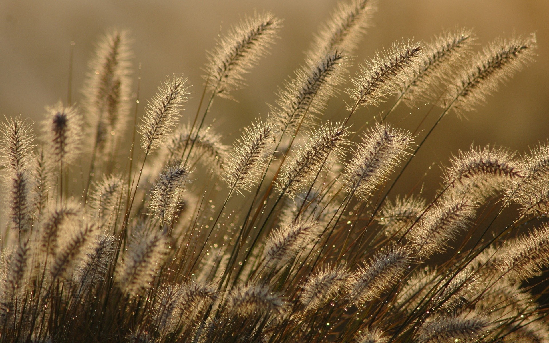 bokeh natur sommer schließen wachstum flora hell feld im freien gras