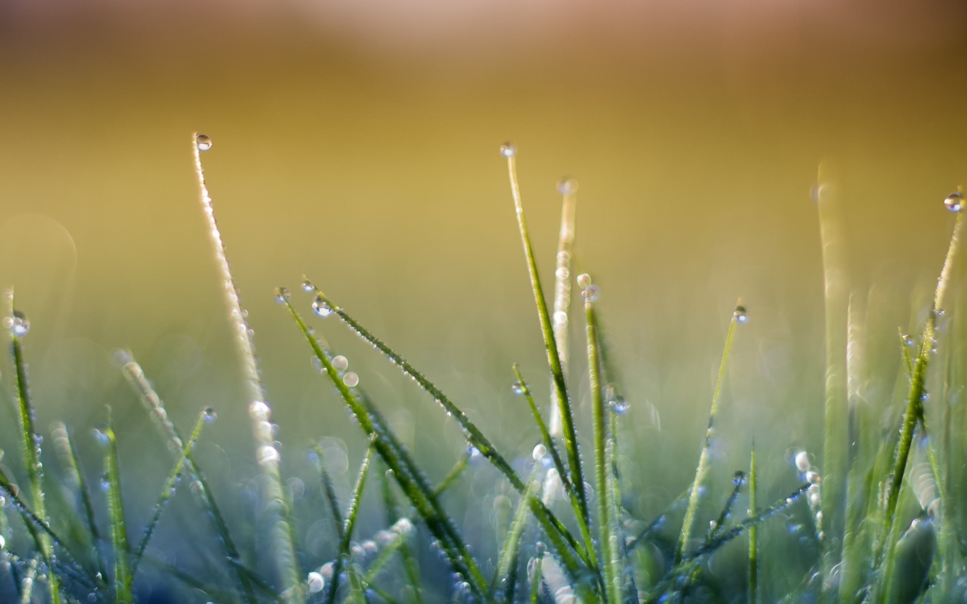 bokeh gras dämmerung tau natur sonne blatt regen sommer aufstieg gutes wetter garten flora rasen feld heuhaufen fallen unschärfe im freien dof