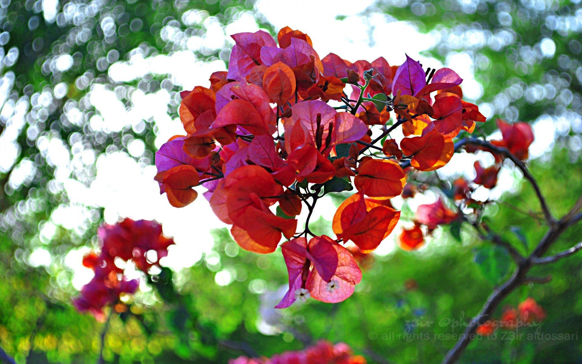 bokeh nature feuille jardin flore fleur arbre branche été saison lumineux couleur croissance parc bluming beau temps floral à l extérieur pétale