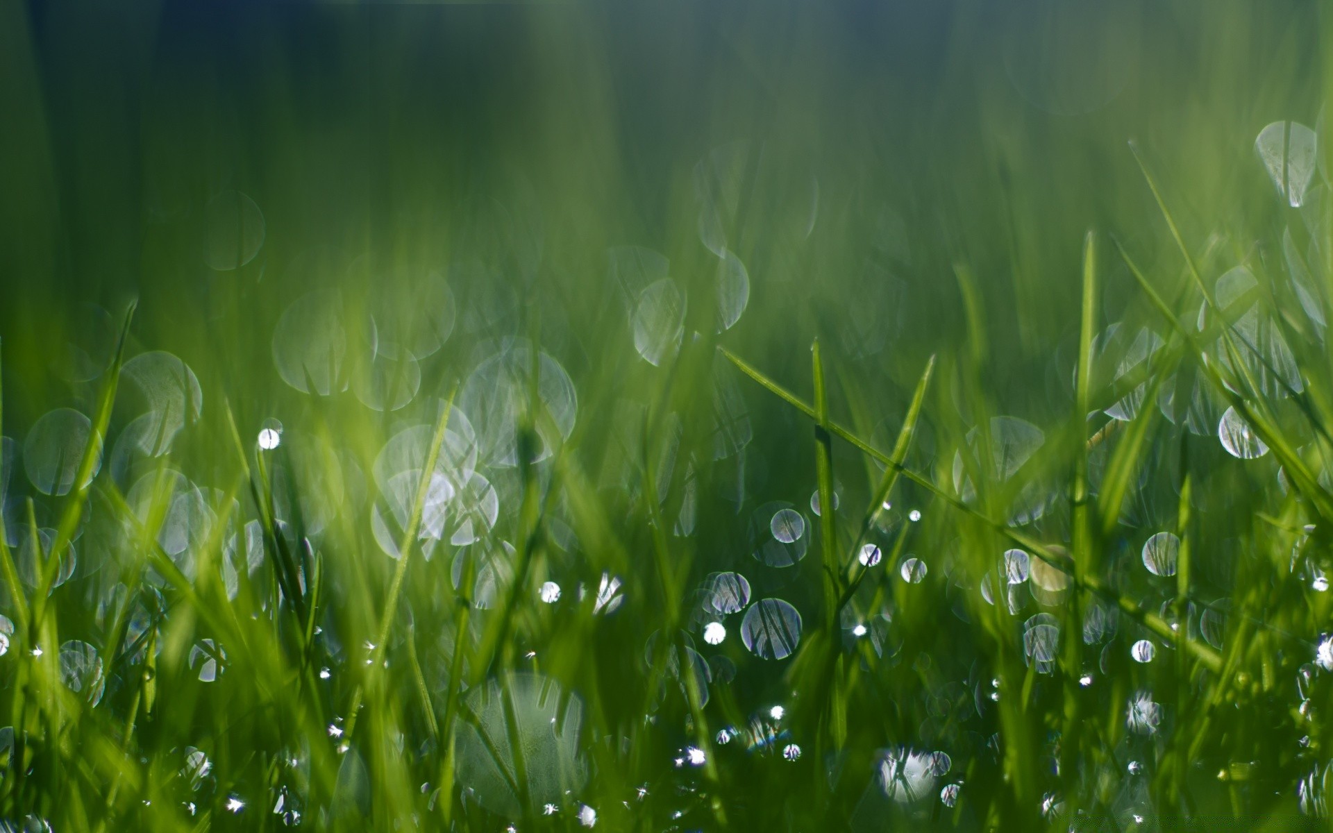 bokeh rocío hierba césped heno exuberante caída jardín flora lluvia campo crecimiento hoja sol verano naturaleza buen tiempo amanecer claro hoja frescura