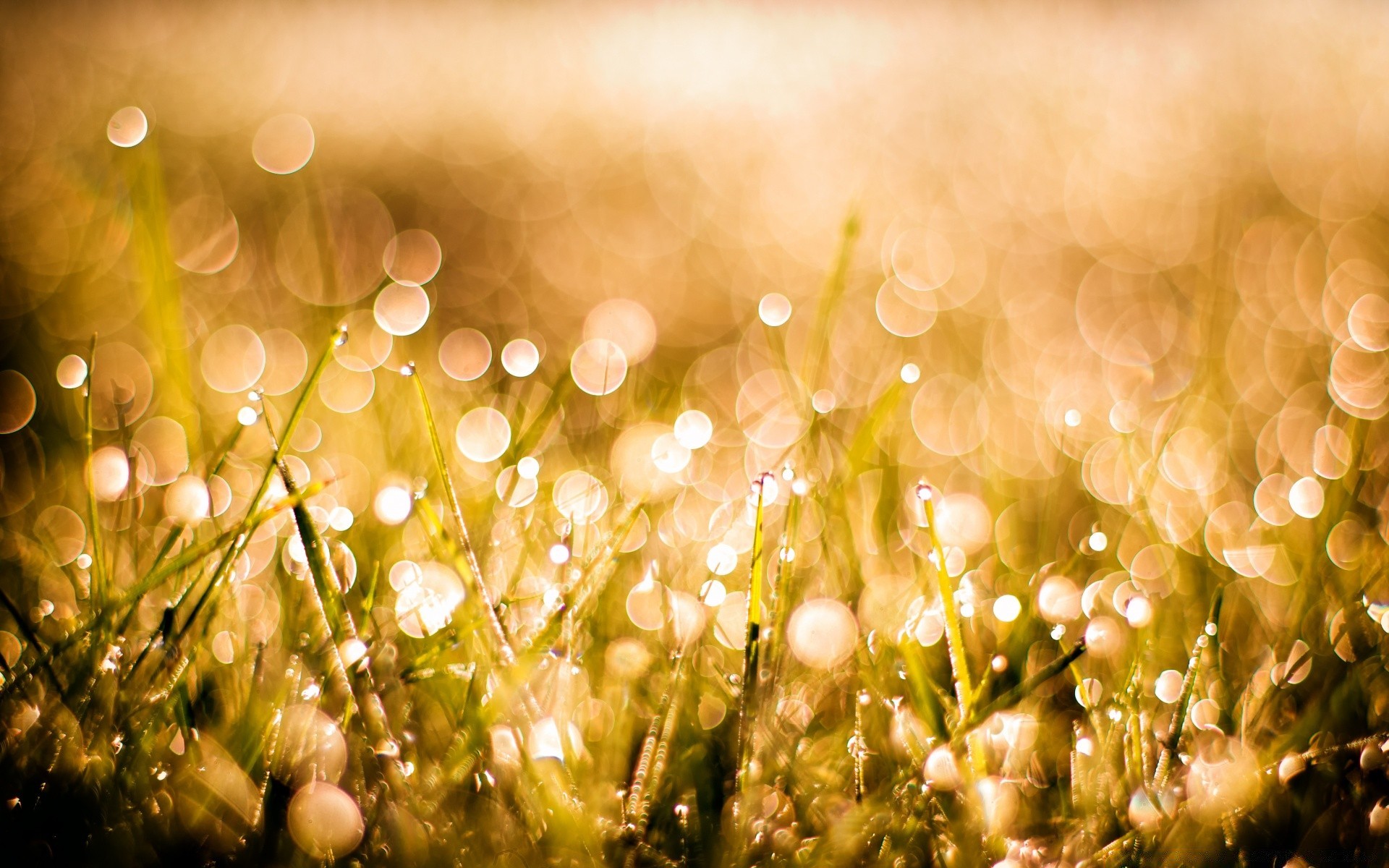 bokeh christmas gold blur nature grass bright color sun season winter shining field glisten desktop luminescence light summer hayfield