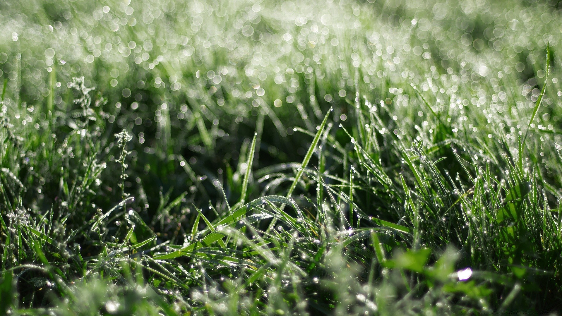 bokeh grass nature flora field drop hayfield summer dew leaf dawn garden season lawn growth freshness environment rain outdoors fair weather flower