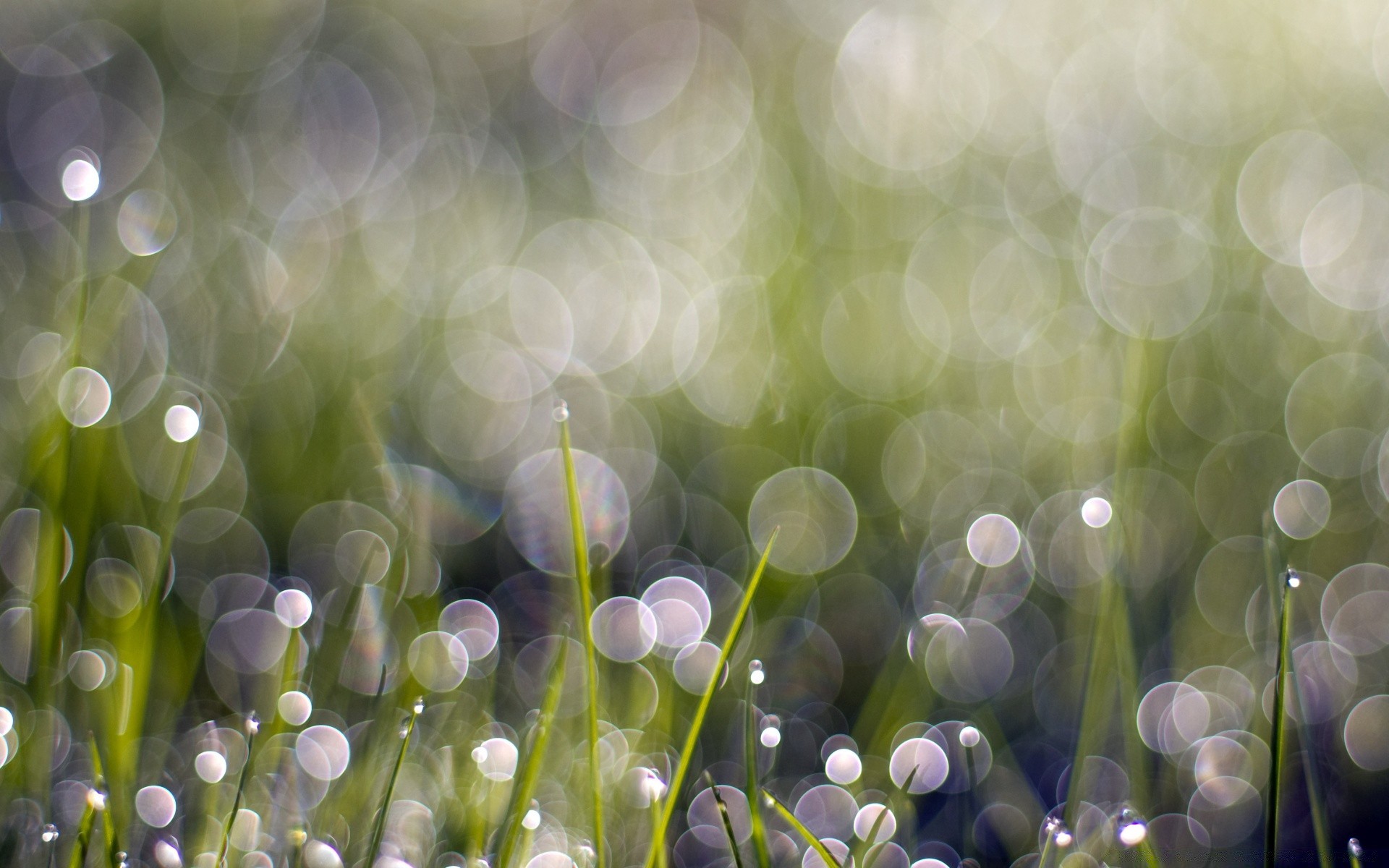 bokeh color bright desktop flora blur garden grass abstract nature luminescence shining texture vibrant light decoration hayfield summer focus season magic