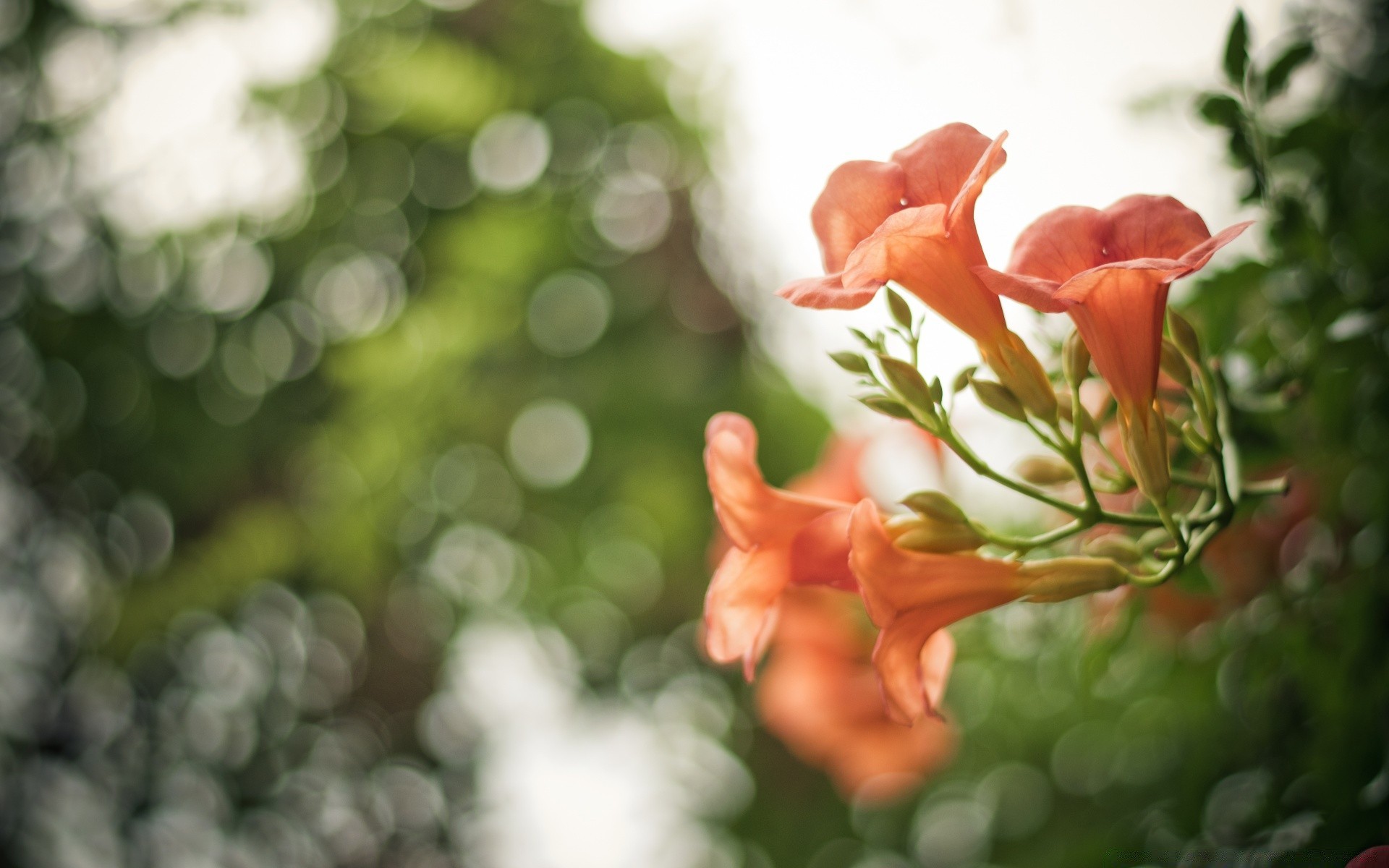 bokeh naturaleza hoja flor verano flora jardín color floral brillante