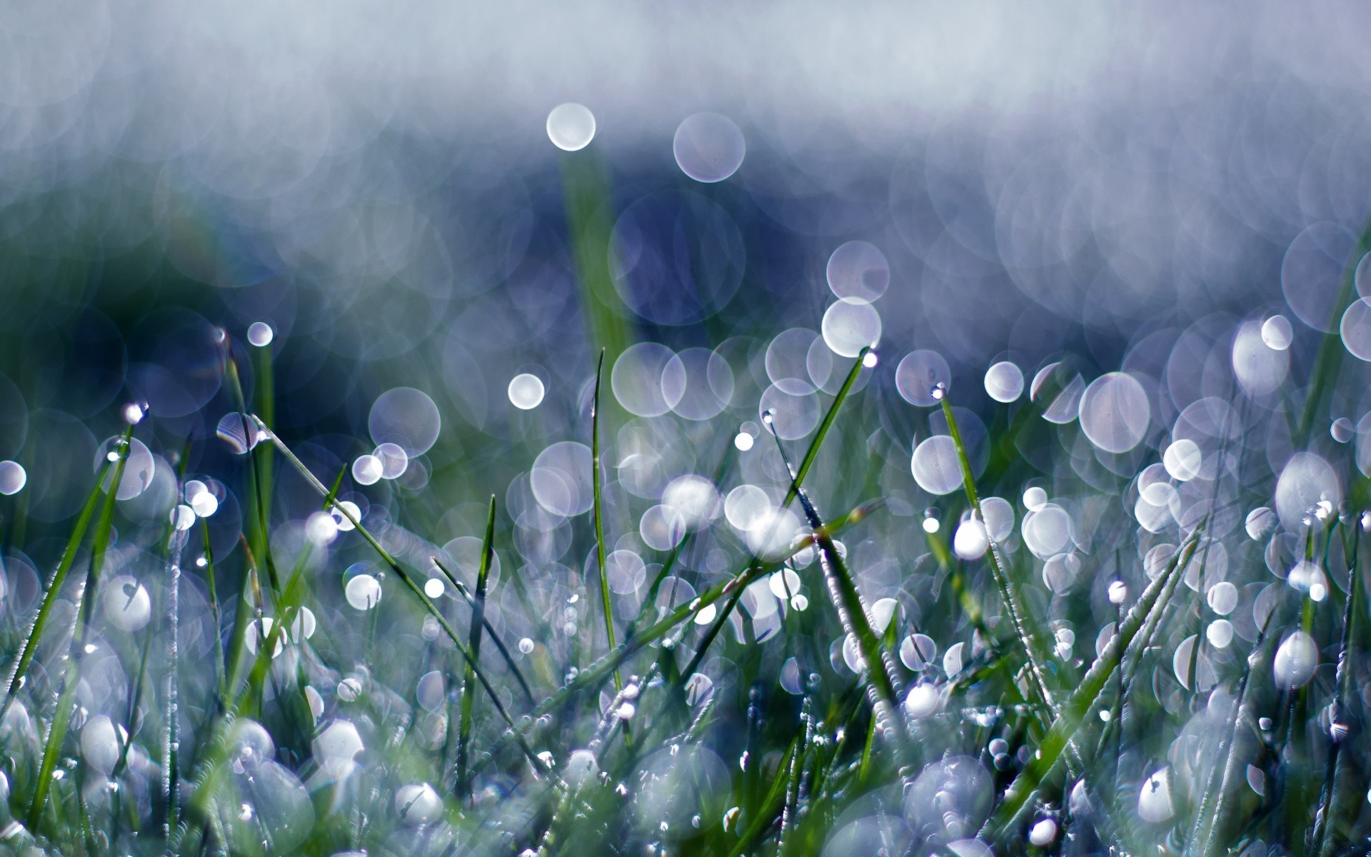 bokeh drop dew grass rain nature flora hayfield garden wet flower color lawn freshness leaf field summer bright dawn season fair weather