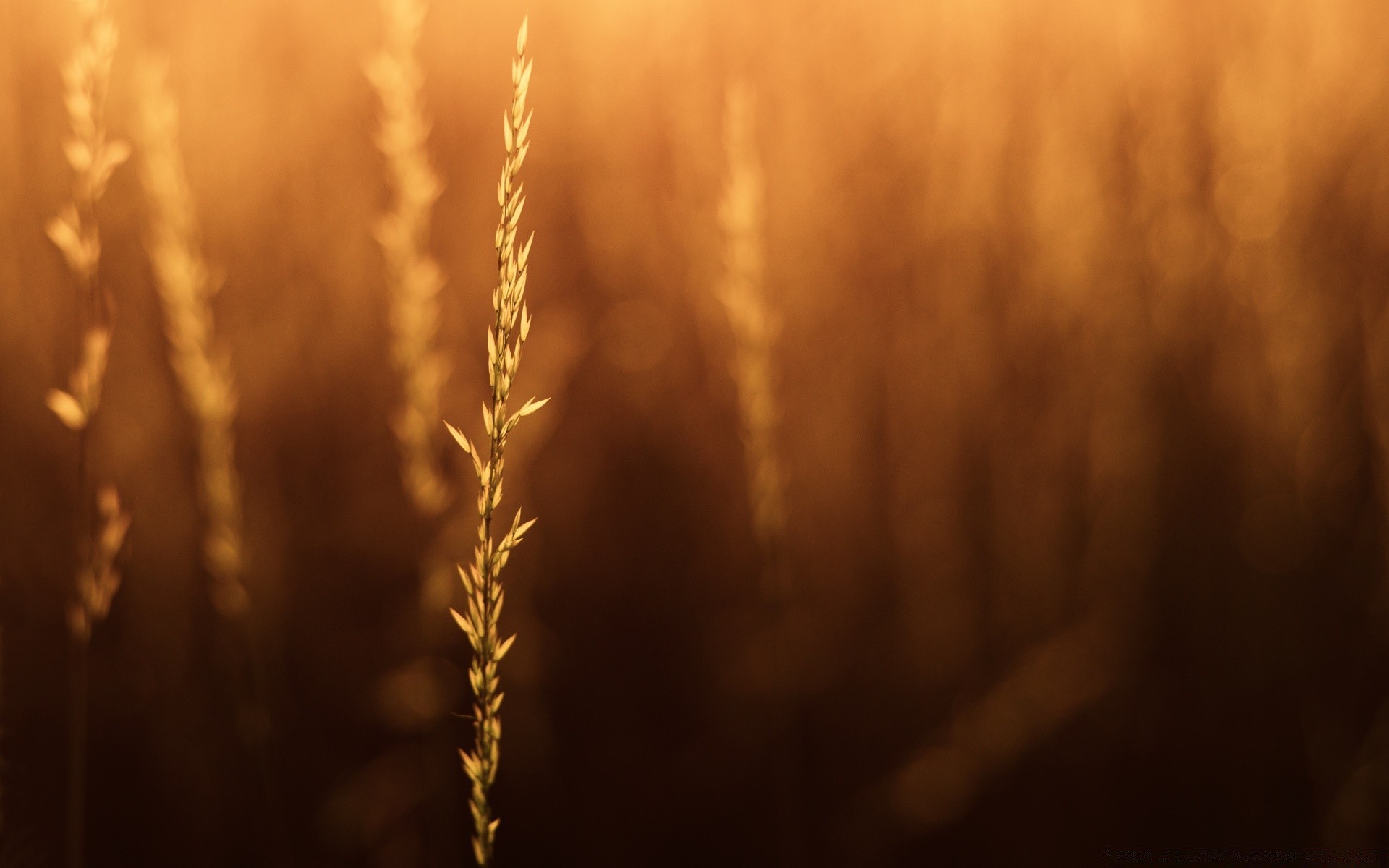 bokeh sunset dawn sun blur fall light nature backlit fair weather dof wheat gold landscape winter