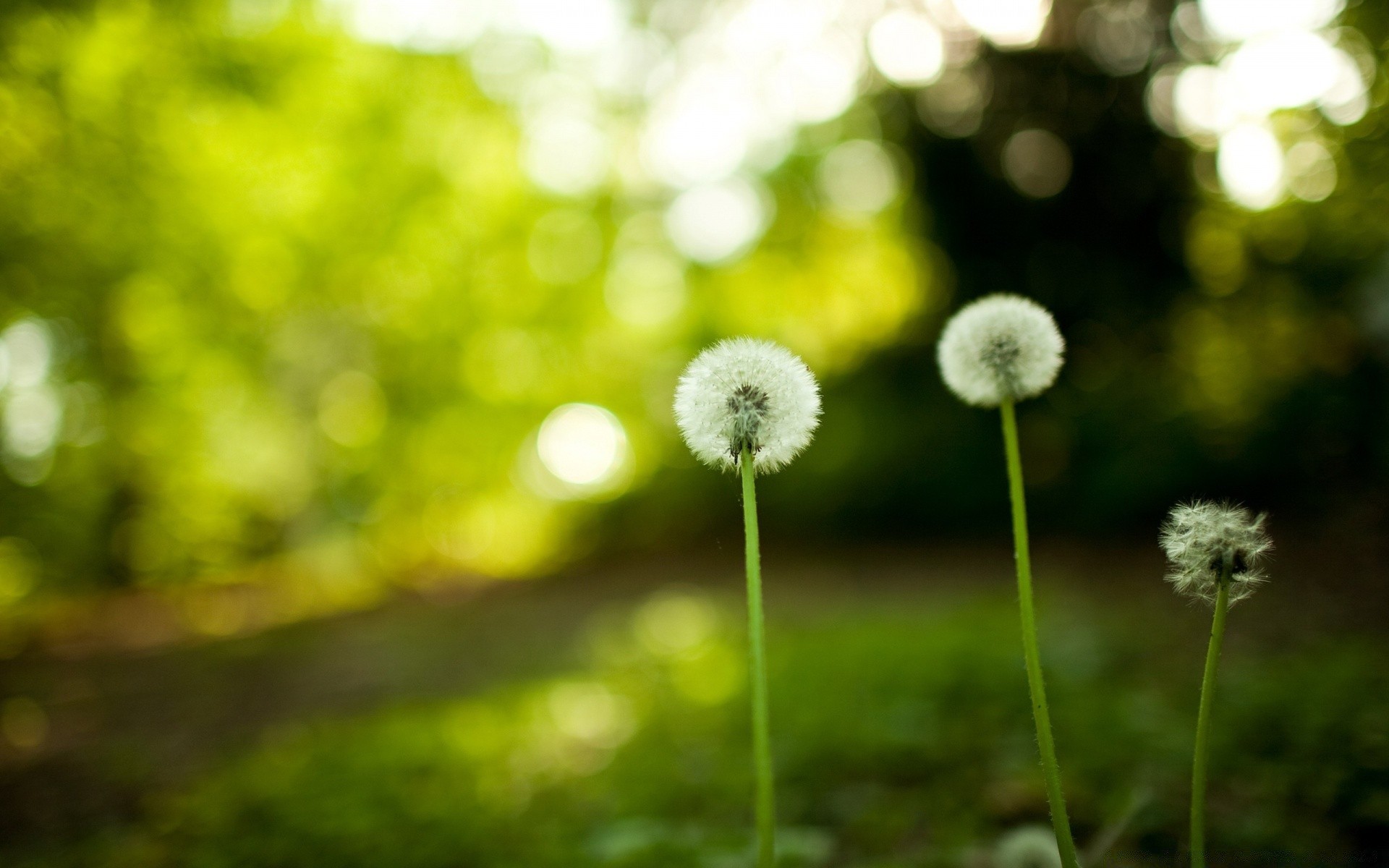 bokeh nature summer flora flower growth grass garden bright hayfield dandelion blur outdoors field leaf fair weather color rural sun