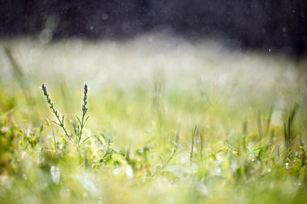 A field of green grass illuminated by the sun